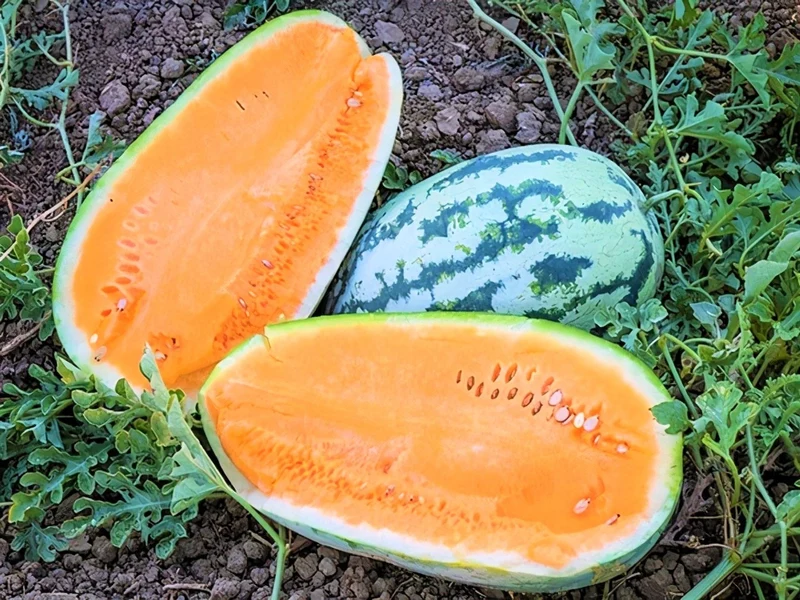 Tendersweet Orange Watermelon Seeds