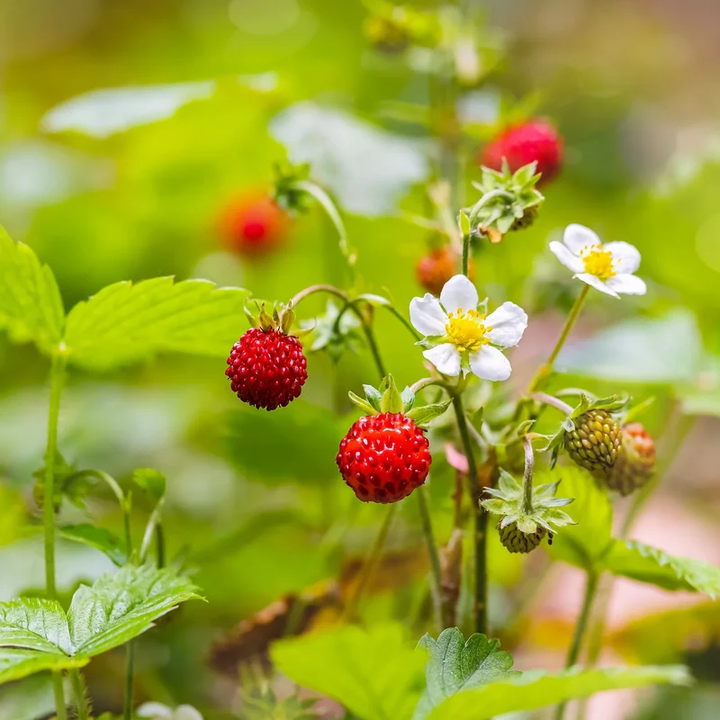 California Woodland Strawberry Seeds
