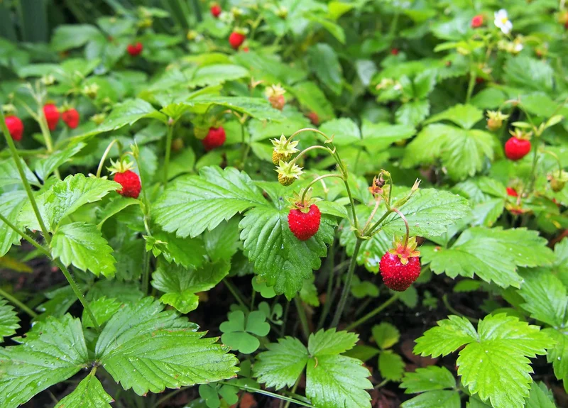 California Woodland Strawberry Seeds