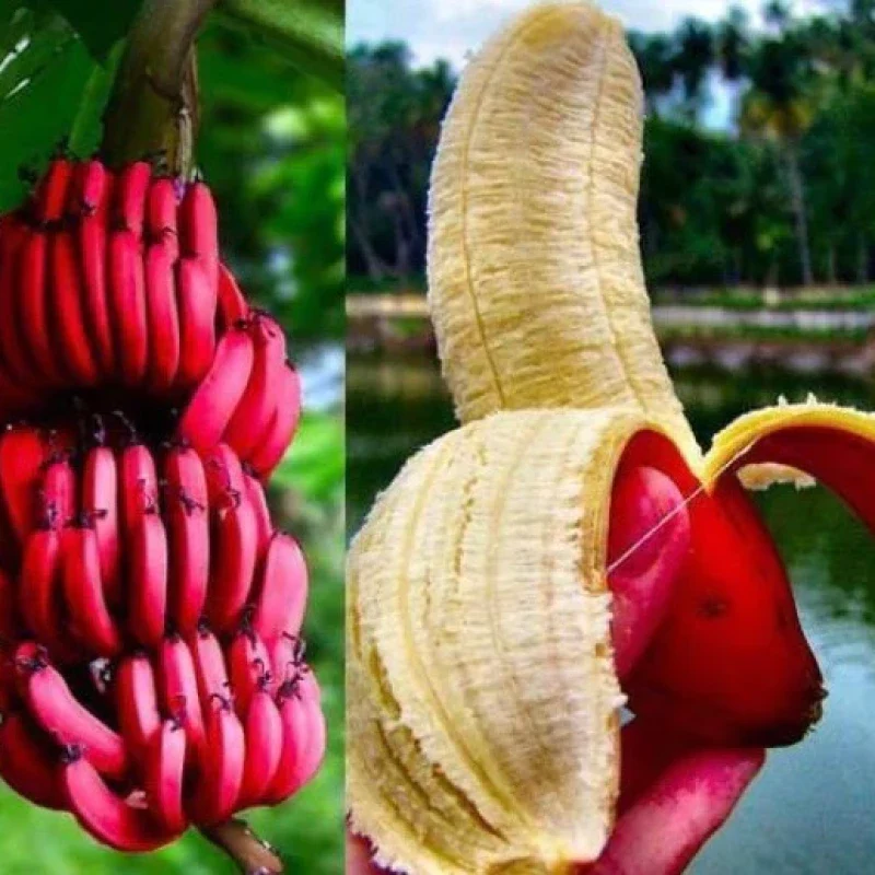 Red Abyssinian Banana Seeds
