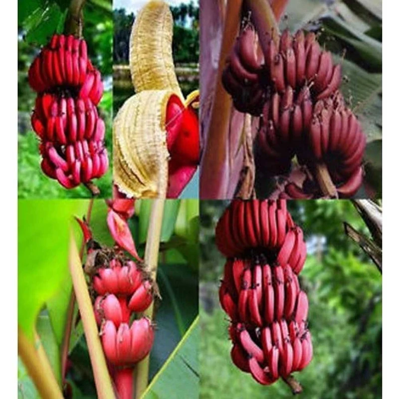 Red Abyssinian Banana Seeds