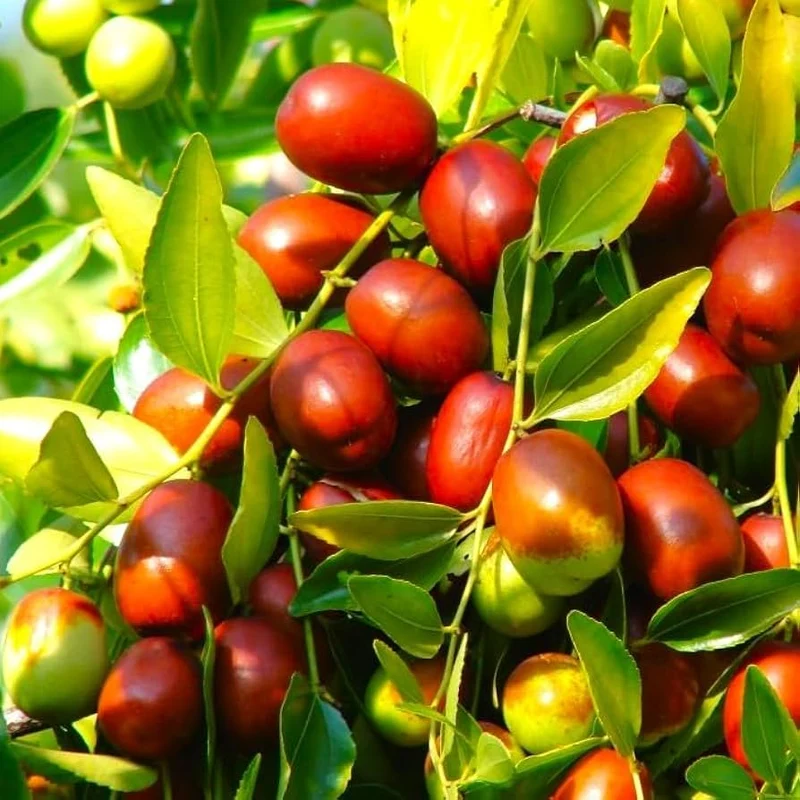 Red Chinese Date Tree Seeds