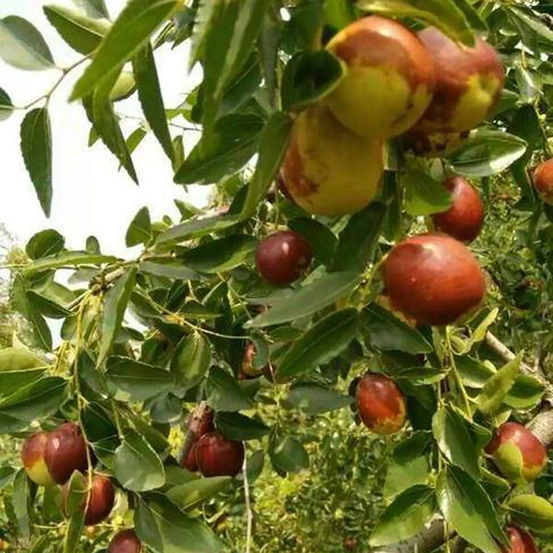 Red Chinese Date Tree Seeds