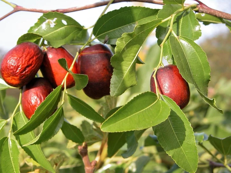 Red Chinese Date Tree Seeds