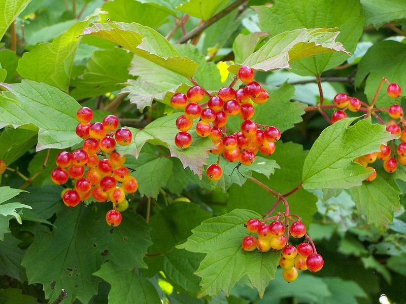 European Cranberry Tree Seeds