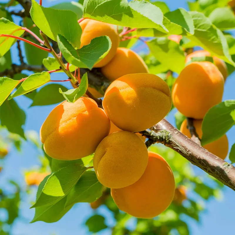 Common Apricot Tree Fruit Seeds