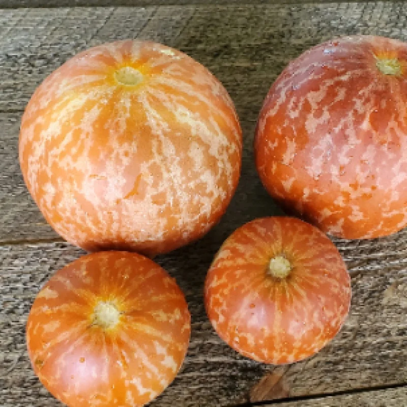 Tigger Tiger Melon Seeds