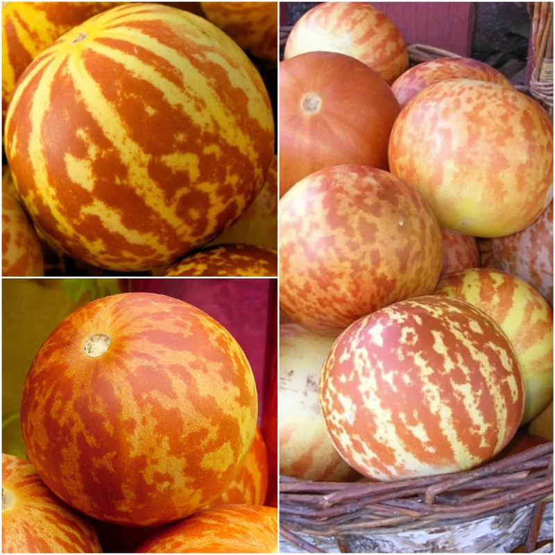 Tigger Tiger Melon Seeds