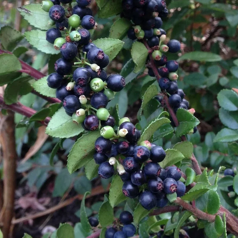California Evergreen Huckleberry Fruit Seeds