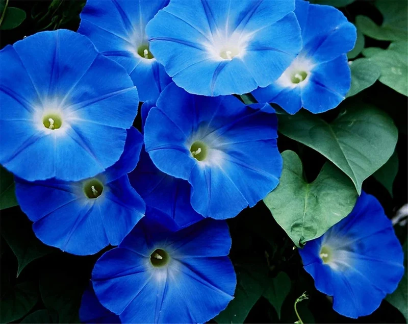 Indigo Blue Petunia Seeds – Bold, Vibrant Blooms for Gardens & Containers