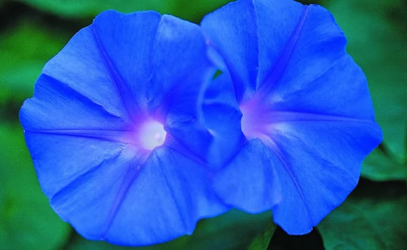 Indigo Blue Petunia Seeds – Bold, Vibrant Blooms for Gardens & Containers