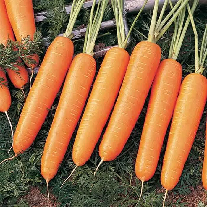 Nelson Carrot Seeds – Premium Hybrid, Sweet & Crisp - Fast-Growing