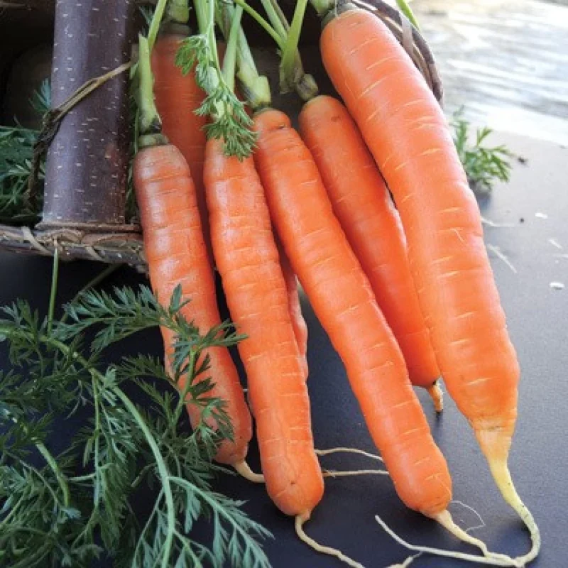 Nelson Carrot Seeds – Premium Hybrid, Sweet & Crisp - Fast-Growing