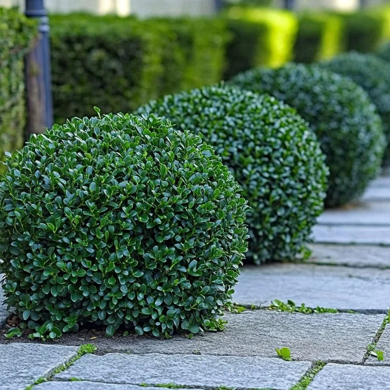 Common Boxwood Seeds – Dense Evergreen Shrub for Hedges & Landscaping
