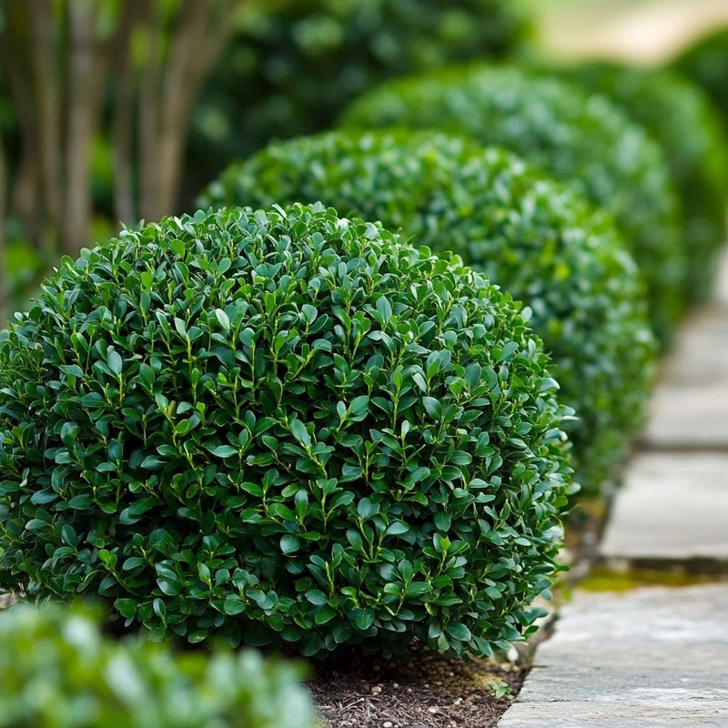 Common Boxwood Seeds – Dense Evergreen Shrub for Hedges & Landscaping