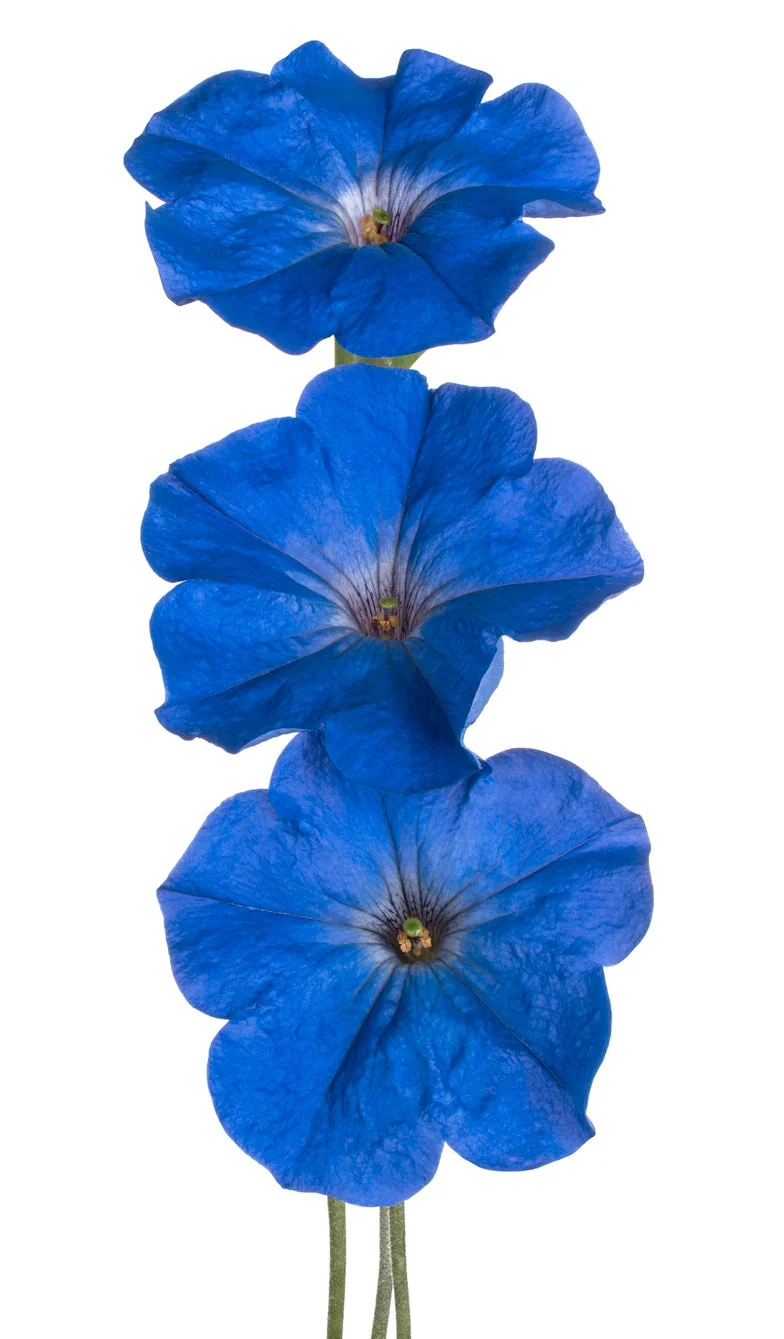 Blue Petunia Seeds – Striking True Blue Blooms for Gardens & Hanging Baskets