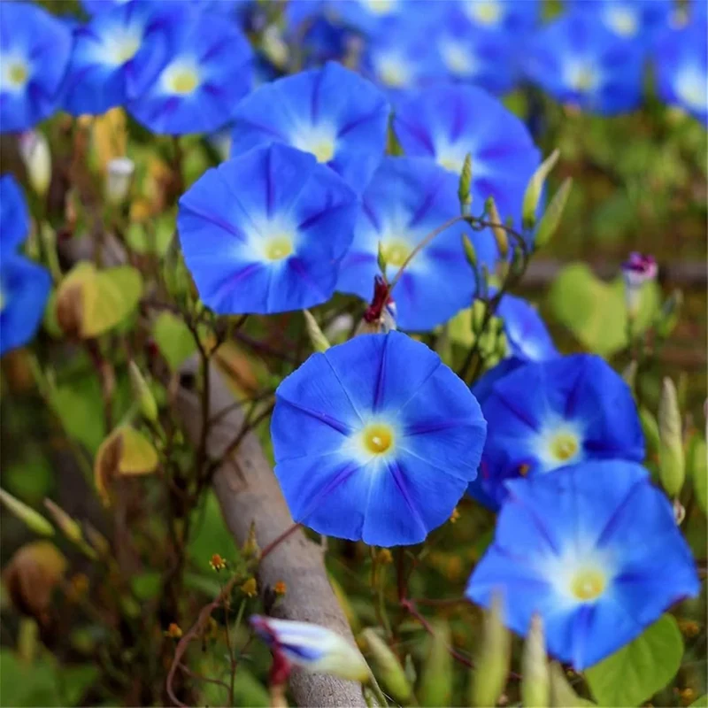 Blue Petunia Seeds – Striking True Blue Blooms for Gardens & Hanging Baskets