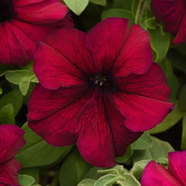 Burgundy Petunia Seeds – Rich, Elegant Blooms for Gardens & Hanging Baskets