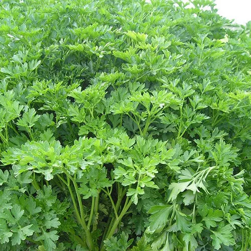 Titan Parsley Seeds – Premium Quality, Fast-Growing Heirloom Variety
