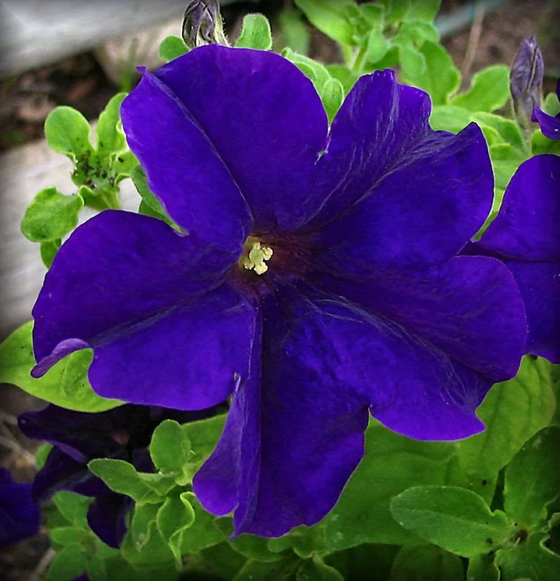 Violet Petunia Seeds – Rich, Regal Blooms for Gardens & Hanging Baskets