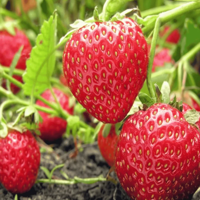 Monterey Strawberry Seeds for Planting – Everbearing, Sweet & High-Yield Berries