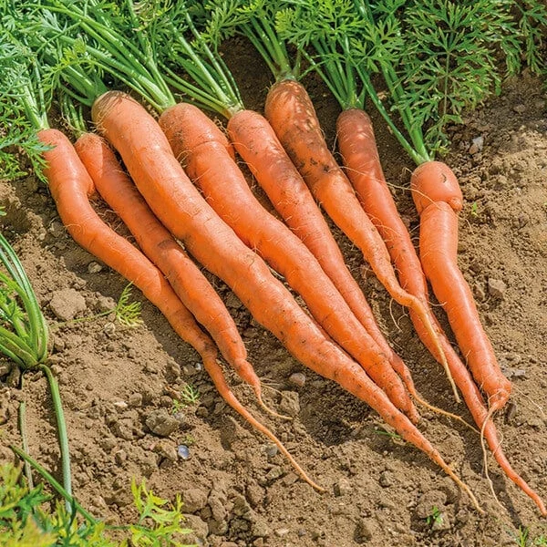 Sugarsnax 54 Carrot Seeds – Sweet, Crisp & High-Yield Variety