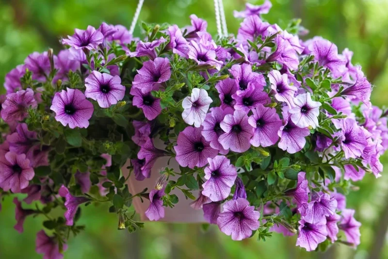 Lavender Petunia Seeds – Soft Purple Blooms for Gardens & Hanging Baskets