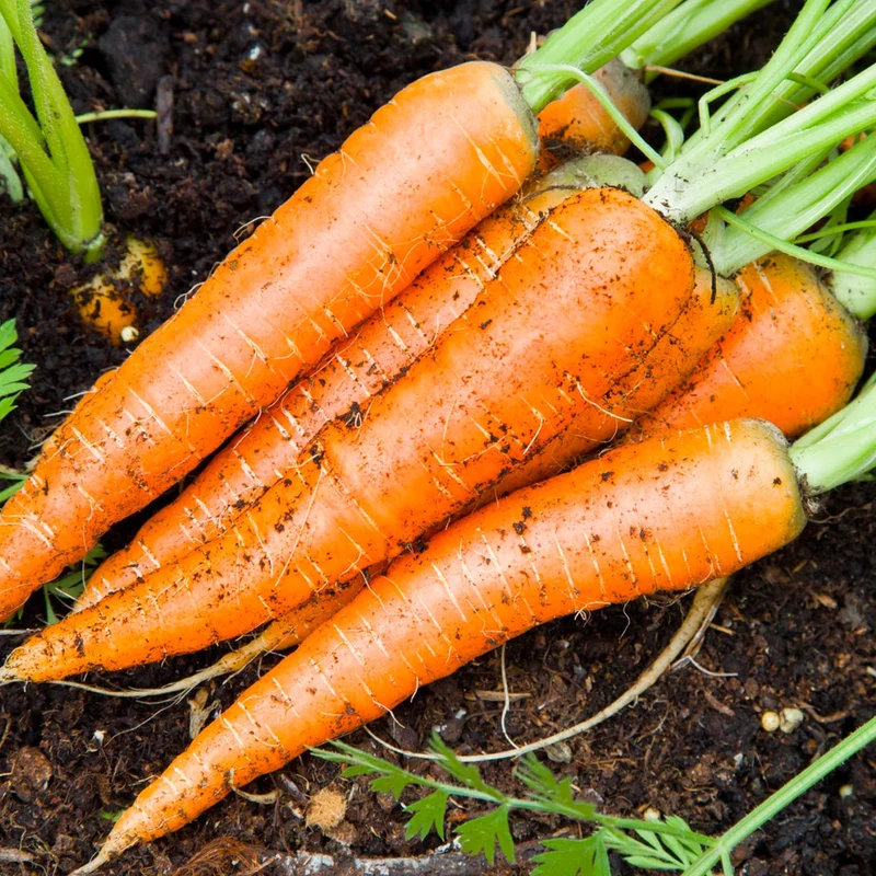 Imperator 58 Carrot Seeds – Heirloom, Sweet & Crisp, High-Yield Garden Variety