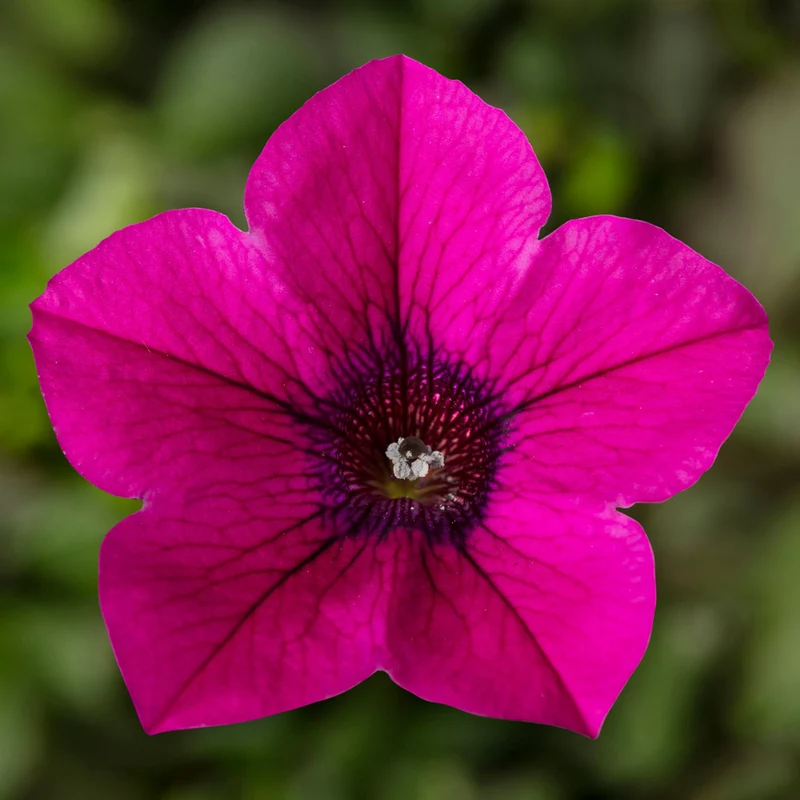 Magenta Petunia Seeds – Vibrant Garden Blooms for Beds & Hanging Baskets