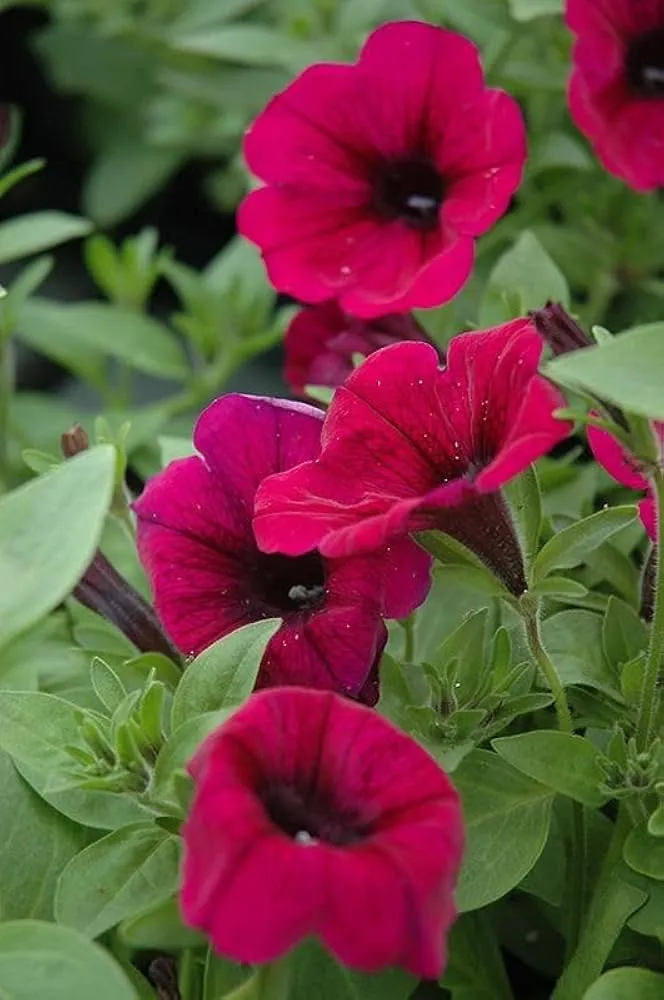 Magenta Petunia Seeds – Vibrant Garden Blooms for Beds & Hanging Baskets