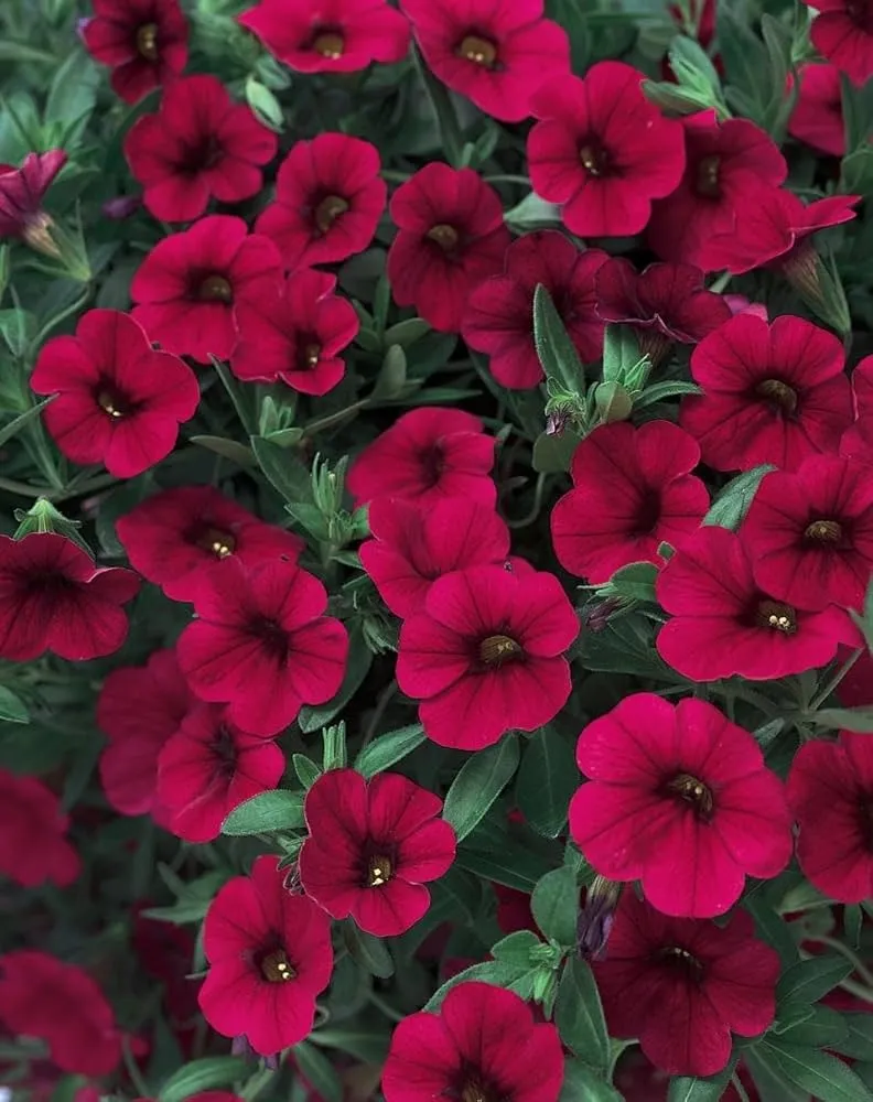 Magenta Petunia Seeds – Vibrant Garden Blooms for Beds & Hanging Baskets