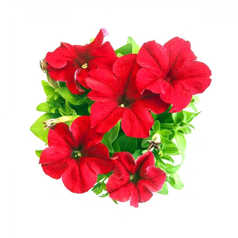 Scarlet Red Petunia Seeds – Bright Fiery Blooms for Gardens & Hanging Baskets
