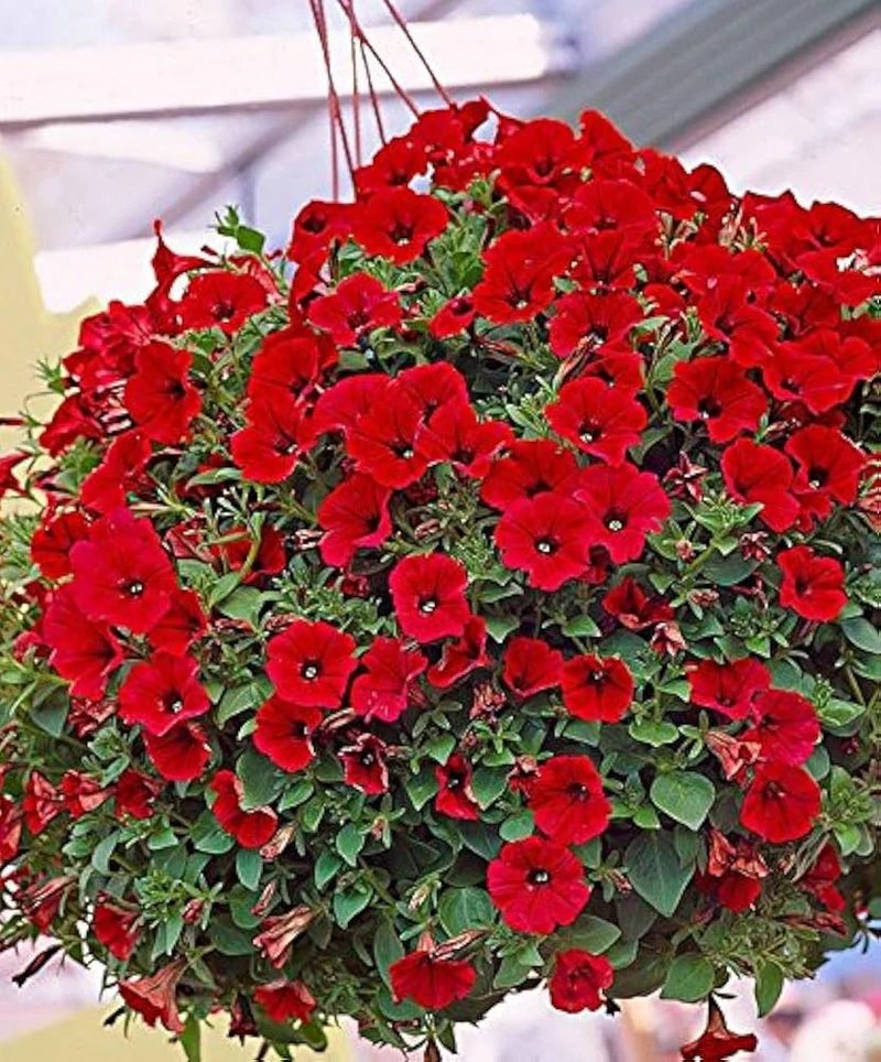 Scarlet Red Petunia Seeds – Bright Fiery Blooms for Gardens & Hanging Baskets