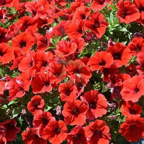 Scarlet Red Petunia Seeds – Bright Fiery Blooms for Gardens & Hanging Baskets