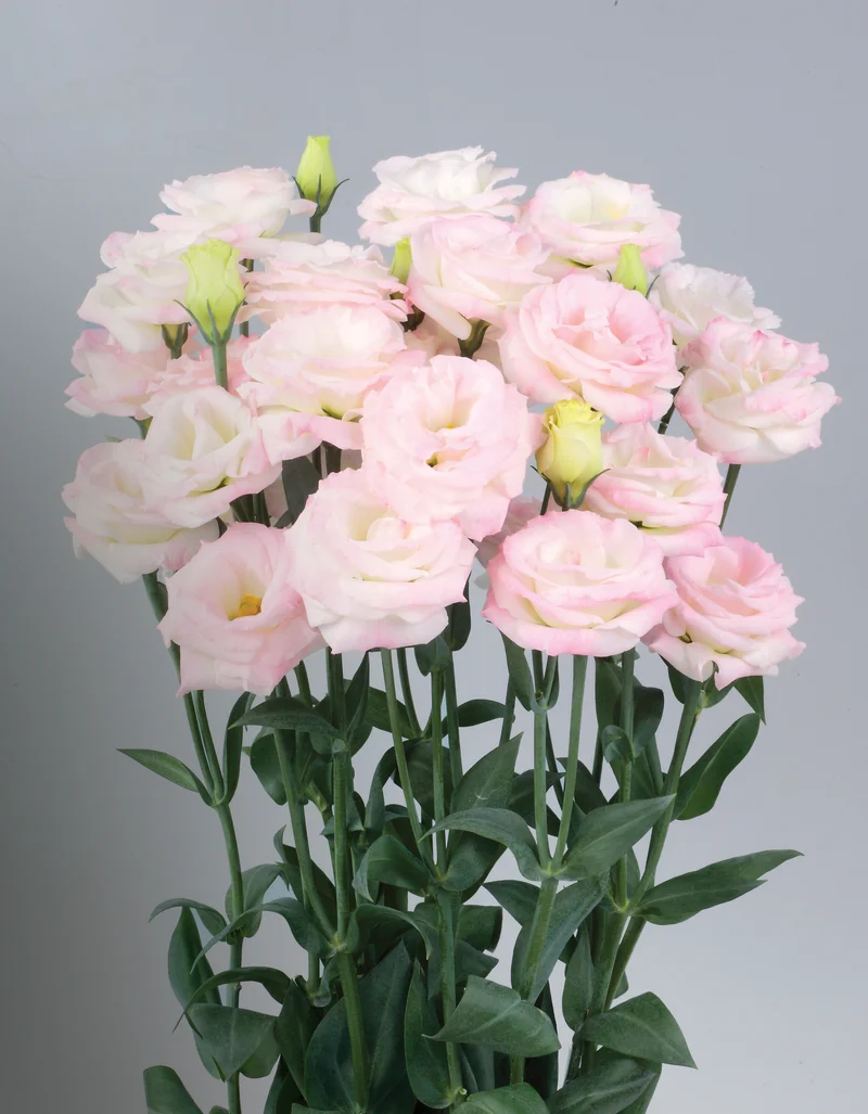 Lisianthus Rosita 2 Pink Flash II Seeds – Bright Pink Blooms for Elegant Gardens and Bouquets