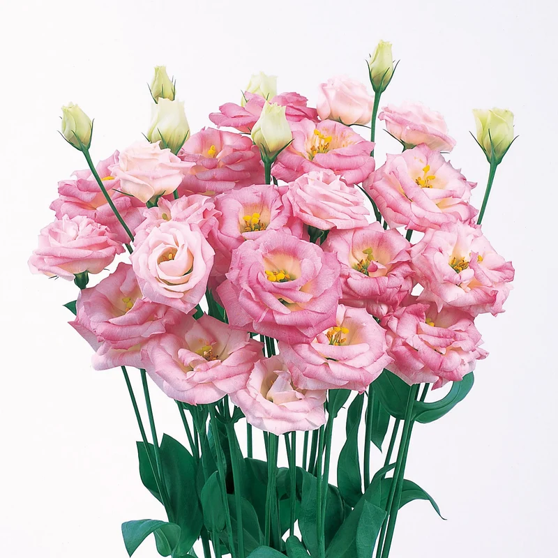 Lisianthus Rosita Pink Flash Seeds, Vibrant Pink Blooms for Stunning Gardens & Bouquets