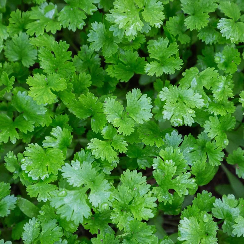 Giant of Italy Parsley Seeds – Heirloom, Non-GMO, Aromatic & Flavorful Herb