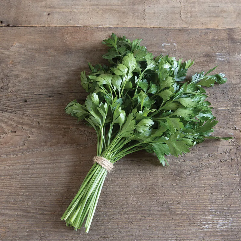Giant of Italy Parsley Seeds – Heirloom, Non-GMO, Aromatic & Flavorful Herb