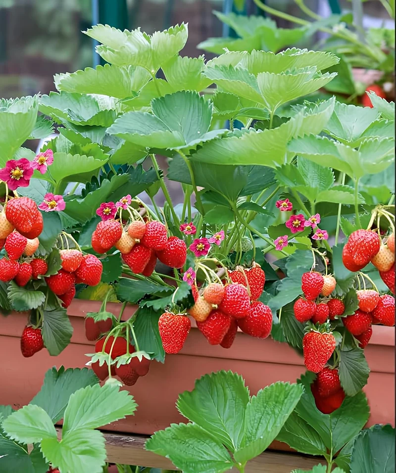 San Andreas Strawberry Seeds for Planting – Everbearing, Large & Sweet Berries