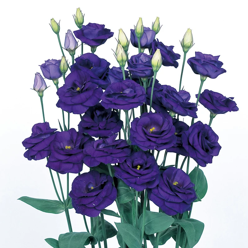 Lisianthus Rosita 2 Sapphire Seeds, Stunning Deep Blue-Purple Blooms for Elegant Gardens & Bouquets
