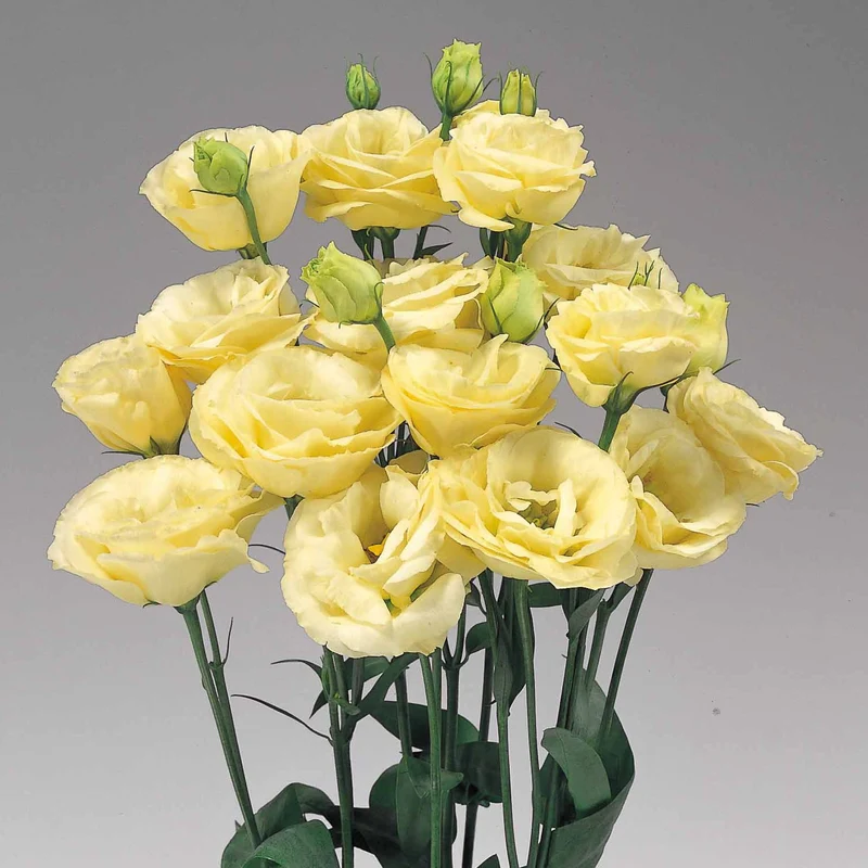 Lisianthus Rosita 2 Yellow Seeds, Bright Yellow Blooms for Cheerful Gardens & Bouquets