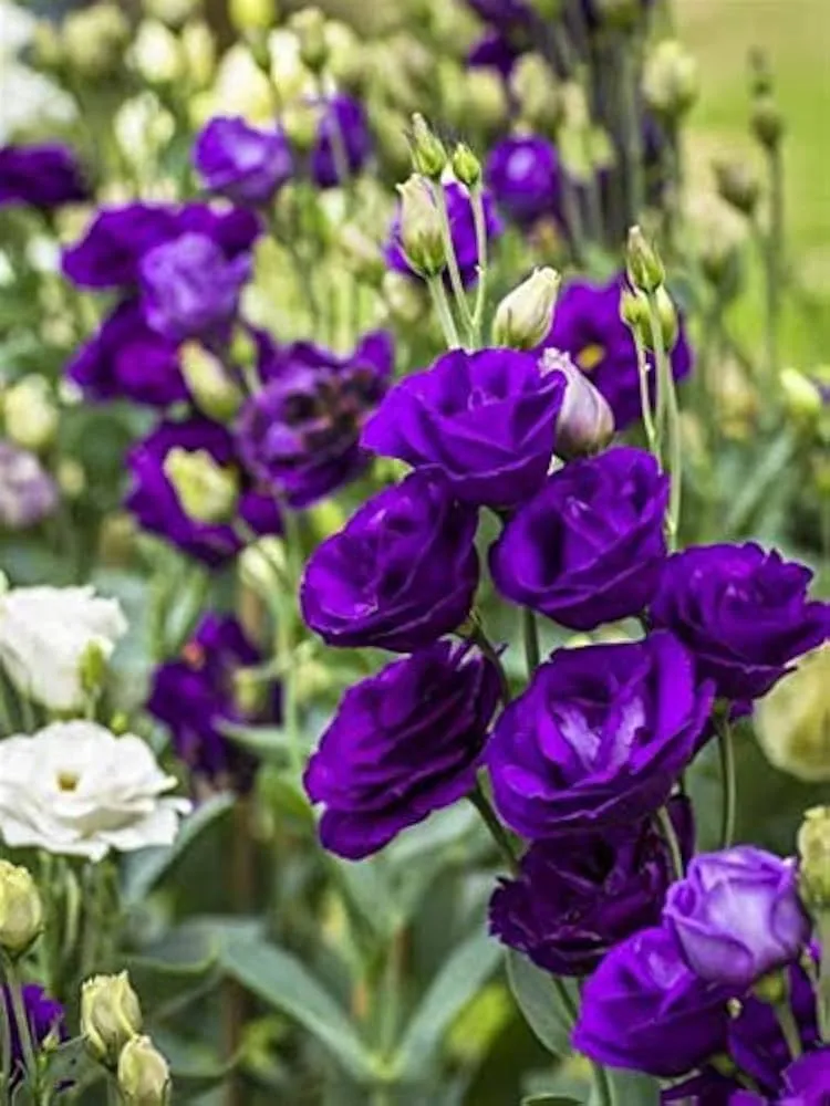 Lisianthus Rosita 2 Purple Seeds – Rich Purple Blooms for Elegant Gardens & Bouquets