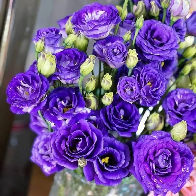 Lisianthus Rosita 2 Purple Seeds – Rich Purple Blooms for Elegant Gardens & Bouquets