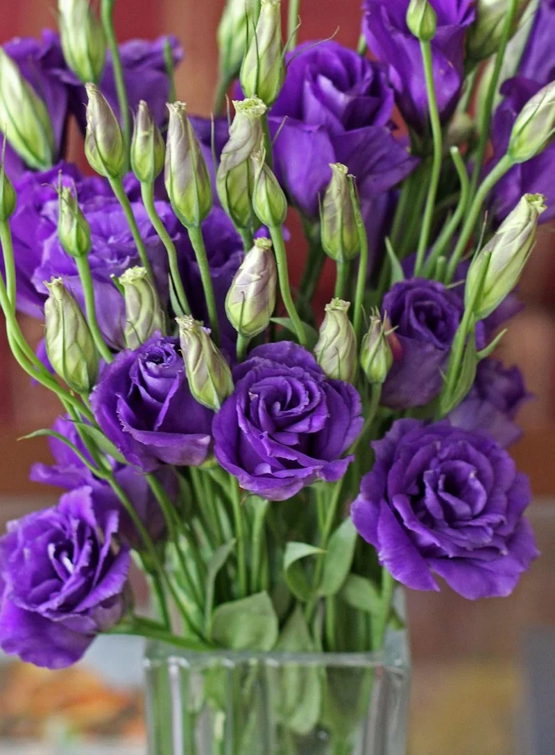 Lisianthus Rosita 2 Purple Seeds – Rich Purple Blooms for Elegant Gardens & Bouquets