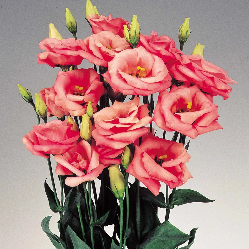Lisianthus Rosita 2 Pink Seeds, Delicate Soft Pink Blooms for Elegant Gardens & Bouquets