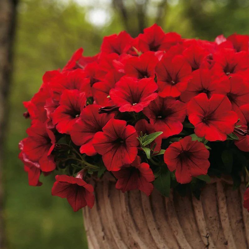 Deep Red Petunia Seeds – Rich, Velvety Blooms for Gardens & Hanging Baskets