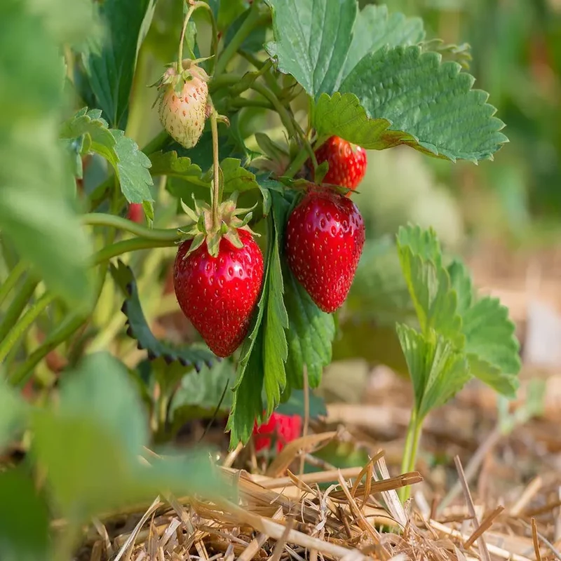 Ogallala Strawberry Seeds for Planting – Everbearing, Hardy & Sweet Berries