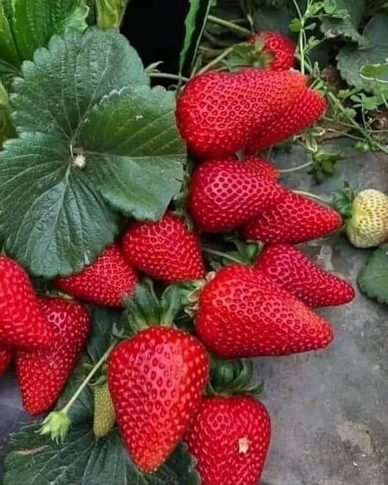 Ogallala Strawberry Seeds for Planting – Everbearing, Hardy & Sweet Berries
