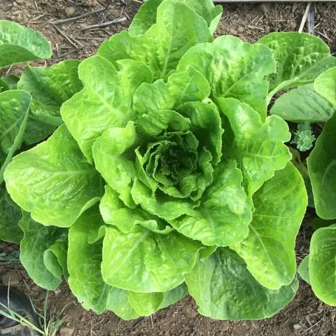 Jericho Lettuce Seeds – Heat-Tolerant, Crisp & Sweet Romaine