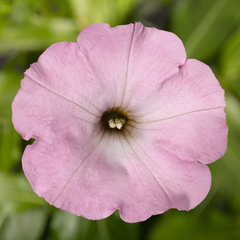 Blush Pink Petunia Seeds – Soft Romantic Blooms for Gardens & Hanging Baskets